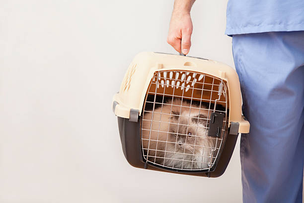 Best Recommended Cat Carrier